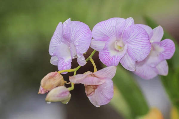 Orquídea rosa bonita — Fotografia de Stock