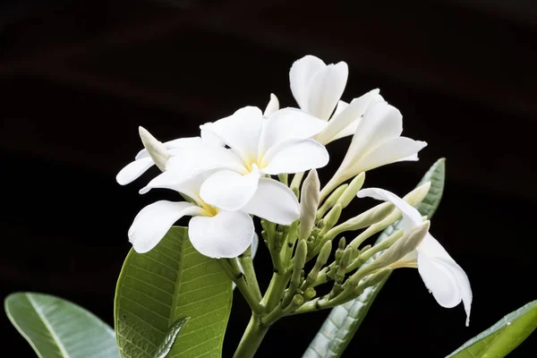 Flor Frangipani blanca —  Fotos de Stock