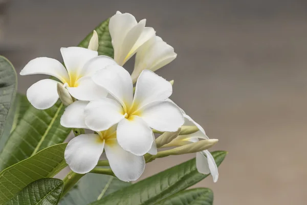 Witte frangipani bloem — Stockfoto