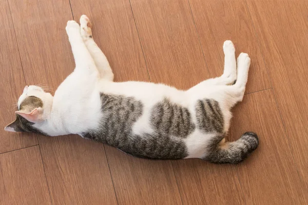 Sevimli Tay kedi — Stok fotoğraf