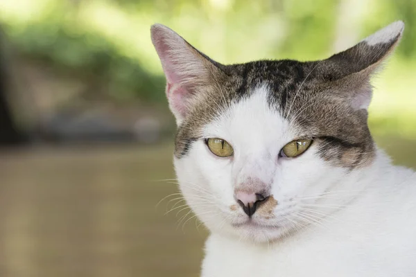 แมวไทยน่ารัก — ภาพถ่ายสต็อก