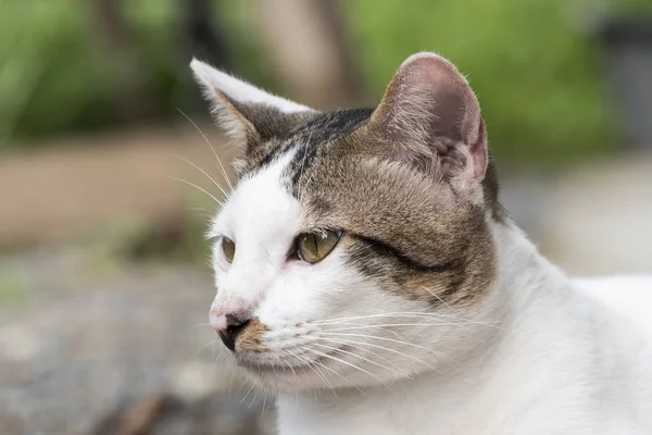 แมวไทยน่ารัก — ภาพถ่ายสต็อก
