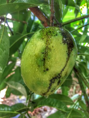 Ağaçta mango meyvesi