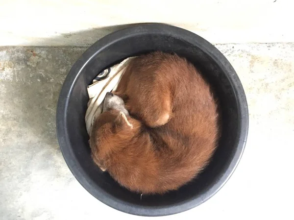Brown Vecchio Maschio Thai Cane Dormire Bacino Plastica Nera — Foto Stock