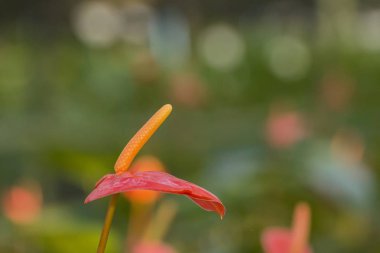 Turuncu Anthurium çiçek