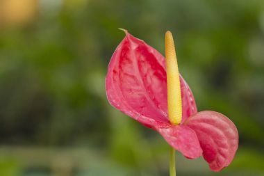 Turuncu Anthurium çiçek