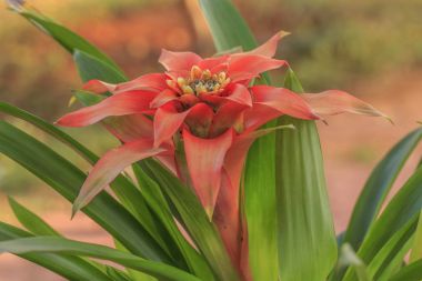 Bromeliad bitkinin güzel portakal çiçeği