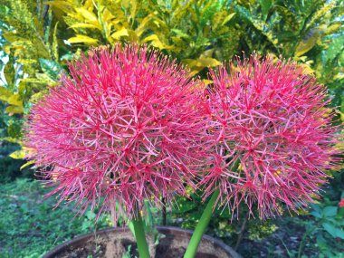 Nilüfer tozu ya da Kan çiçeği