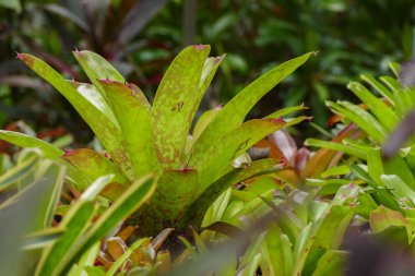 Bromeliad bitkisi
