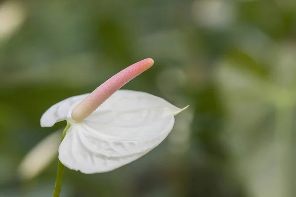 Weiße Anthurium-Blüte — Stockfoto