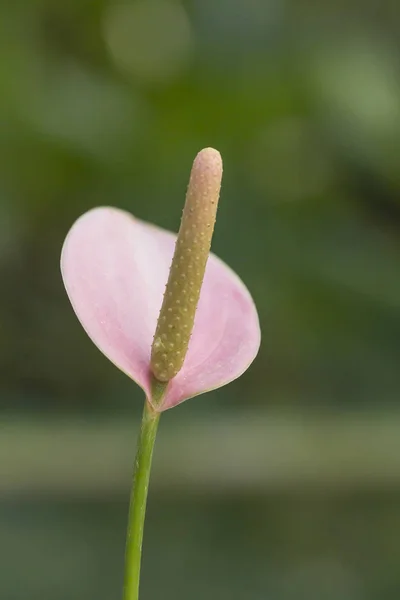 Rózsaszín Anthurium virág — Stock Fotó
