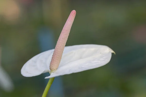 Flor de anturio blanco — Foto de Stock
