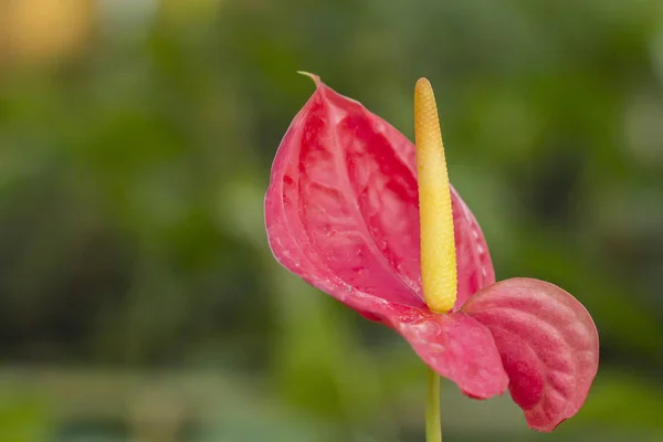 Flor de Anthurium naranja — Foto de Stock