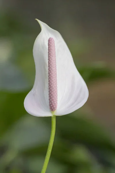 Flor de anturio blanco — Foto de Stock