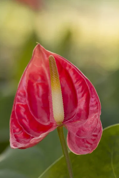 Orange Anthurium flower — Stock Photo, Image