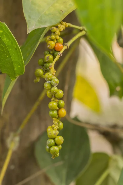 Semilla de pimienta fresca en el árbol —  Fotos de Stock