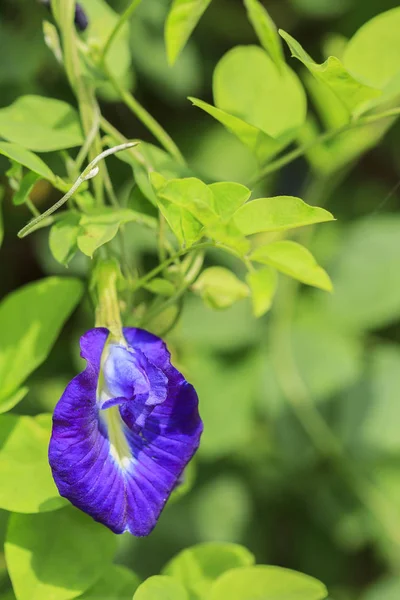 Lila Schmetterling Erbsenblume auf Pflanze — Stockfoto