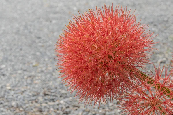 Pó lírio puff ou flor de sangue — Fotografia de Stock