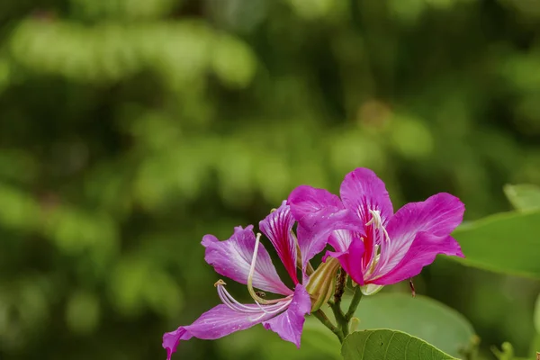 紫荆花皮。花 — 图库照片