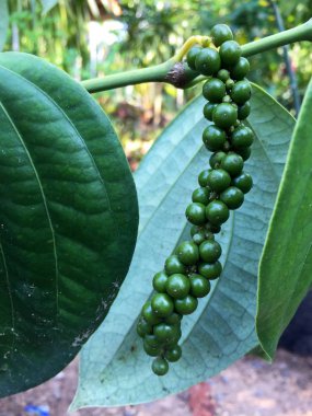 Bahçe tesisinde biber