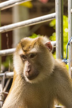 Maymun Macaque hindistan cevizi topladıktan sonra kamyonette dinleniyor.