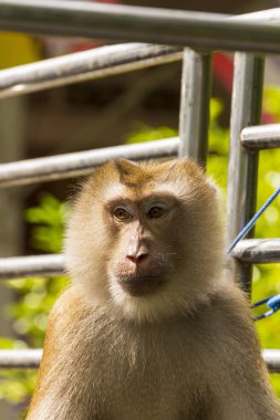 Maymun Macaque hindistan cevizi topladıktan sonra kamyonette dinleniyor.
