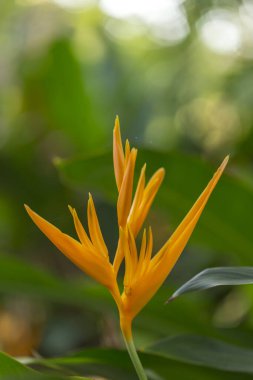 Bahçede yakın plan Strelitzia Reginae çiçeği (cennet kuşu)