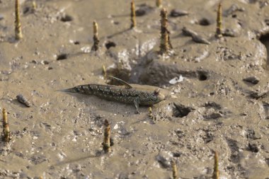 Satun, Tayland 'daki mangrov ormanında çamurun içinde çamur ya da amfibi balık.
