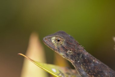 Tayland 'da ağaçtaki küçük bukalemunu kapat.