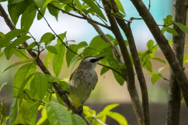 Ağaçta oturan sarı havalandırmalı Bulbul.