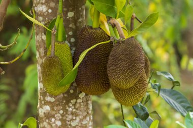 Ağaçta yetişen Jackfruit (Artocarpus heterophyllus)