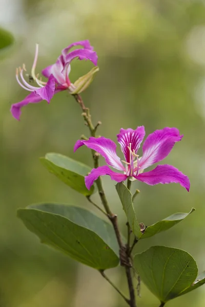 Bauhinia Purpurea Linn Flor Jardim Tropical — Fotografia de Stock