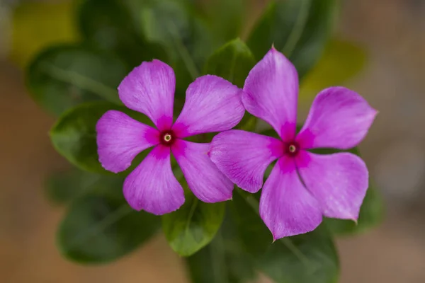 Catharanthus Roseus Don Flor Árbol Jardín Tropical —  Fotos de Stock