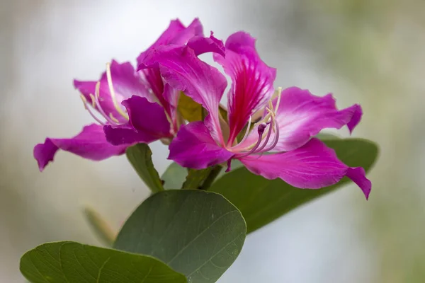 Bauhinia Purpurea Linn Květina Tropické Zahradě — Stock fotografie