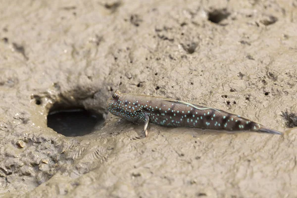 Mudskipper Anfibio Fish Mud Mangrove Forest Satun Thailand — Foto de Stock