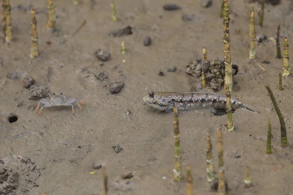 Mudskipper Eller Amfibiefisk Mudderet Ved Mangroveskoven Satun Thailand - Stock-foto