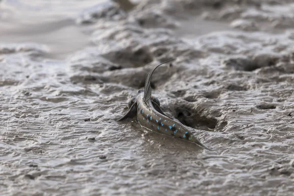 맹그로브 진흙탕에서 물총새나 양서류 — 스톡 사진