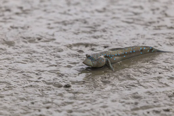 Mudskipper Anfibio Fish Mud Mangrove Forest Satun Thailand — Foto de Stock