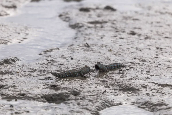 Mudskipper Anfibio Fish Mud Mangrove Forest Satun Thailand —  Fotos de Stock