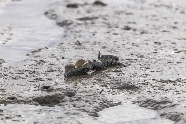 Mudskipper Peixe Anfíbio Lama Floresta Manguezais Satun Tailândia — Fotografia de Stock