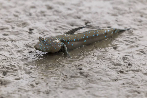 サトゥンのマングローブ林の泥の中のムドスキッパーまたは両生類の魚 — ストック写真