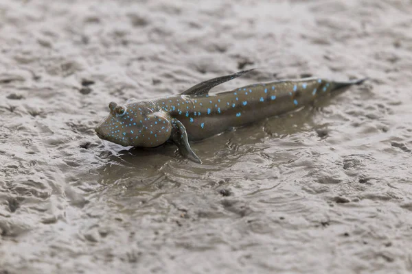 Mudskipper Pesci Anfibi Nel Fango Della Foresta Mangrovie Satun Thailandia — Foto Stock