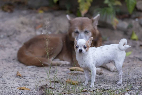 タイの茶色の犬は床に休んで Chihuahua犬はカメラを見て — ストック写真