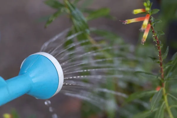 Close Plastic Can Watering Water Drops Falling Flowers — Stock Photo, Image