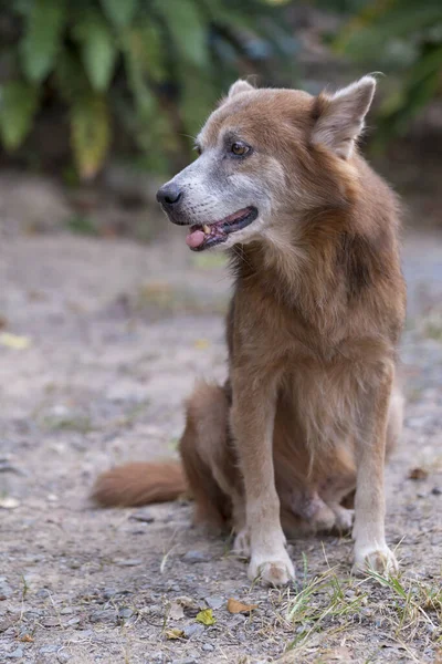 タイの茶色の犬が床の屋外に座っている — ストック写真
