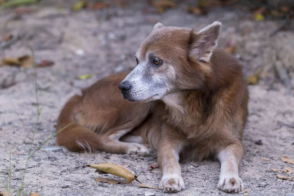 Tajski Brązowy Samotny Pies Leżący Ziemi — Zdjęcie stockowe