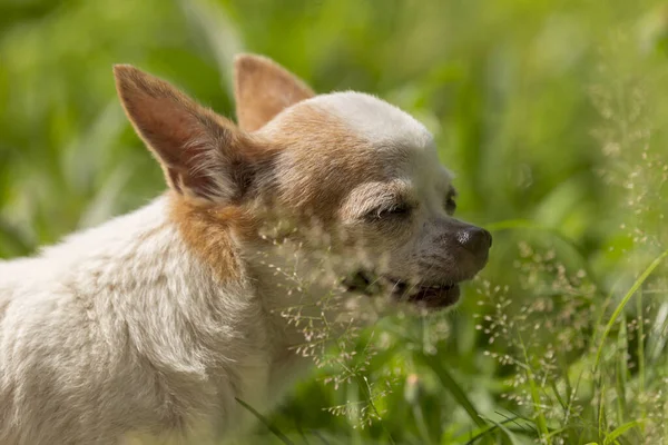 小さなかわいいChihuahua犬の牧草地で緑の草を食べる — ストック写真