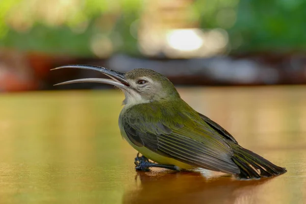 Sonnenvogel Mit Olivenrücken Sitzt Auf Holztisch — Stockfoto