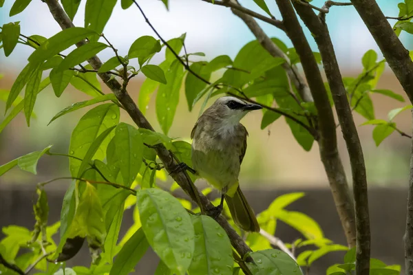 Ağaçta Oturan Sarı Havalandırmalı Bulbul — Stok fotoğraf