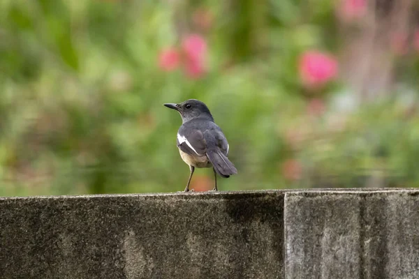 Oriental Magpie Robin Pássaro Sentado Cerca Concreto — Fotografia de Stock